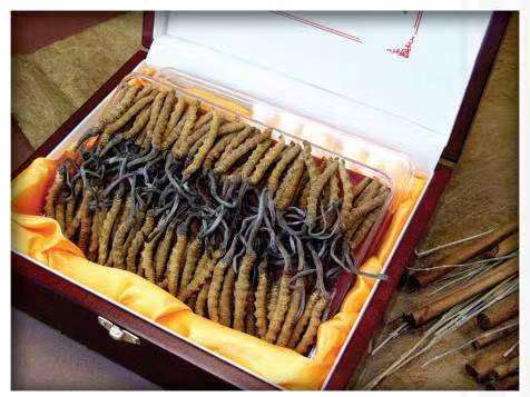 马关冬虫夏草回收